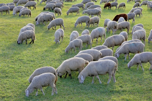 aides-europeennes-agriculture-corse